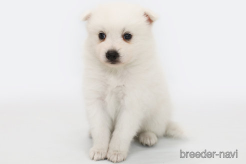 成約済の神奈川県の日本スピッツ-315950の1枚目